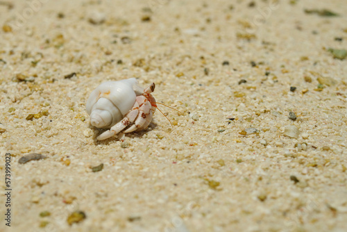 Hermit crab with white shell