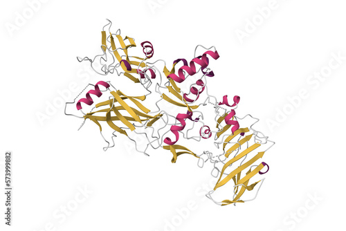 Anthrax protective antigen. 3D cartoon model  secondary structure color scheme  PDB 1acc
