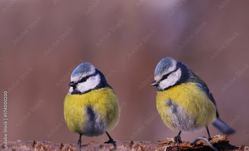 Fototapeta premium Two blue tits stand on a branch and look in one direction....