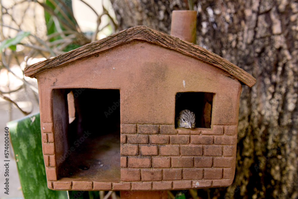 bird house in the forest, mud house, brazilian handicraft, garden decoration, bird house, clay house, little bird in the garden, bird in the garden, bird in the window, zoology bird house in the forest, mud house, brazilian handicraft, garden decoration, bird house, clay house, little bird in the garden, bird in the garden, bird in the window, zoology
