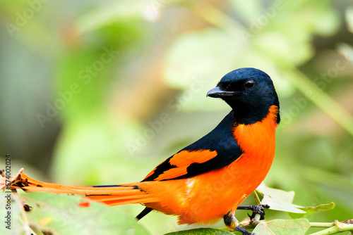 Small minivet