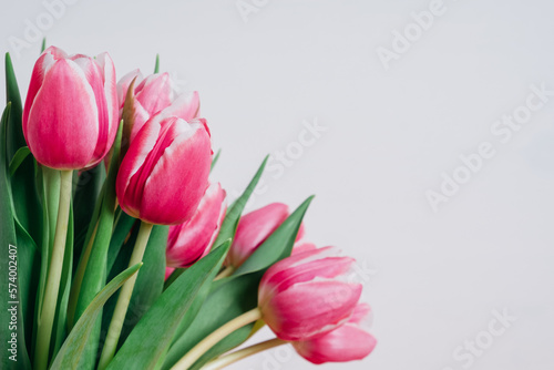 Fototapeta Naklejka Na Ścianę i Meble -  Beautiful bunch of fresh tulips in full bloom against white background, close up. Negative space for text. Spring flowers.