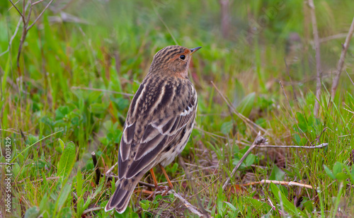 Wallpaper Mural bird watching on the grass, Red-throated Pipit, Anthus cervinus Torontodigital.ca