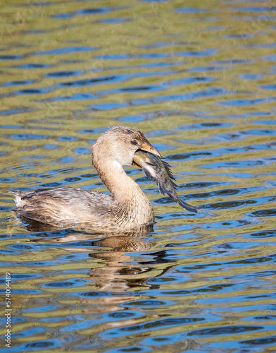 A Pied Billed Grebe In the Process of Swallowing a Large Fish It Has Captured