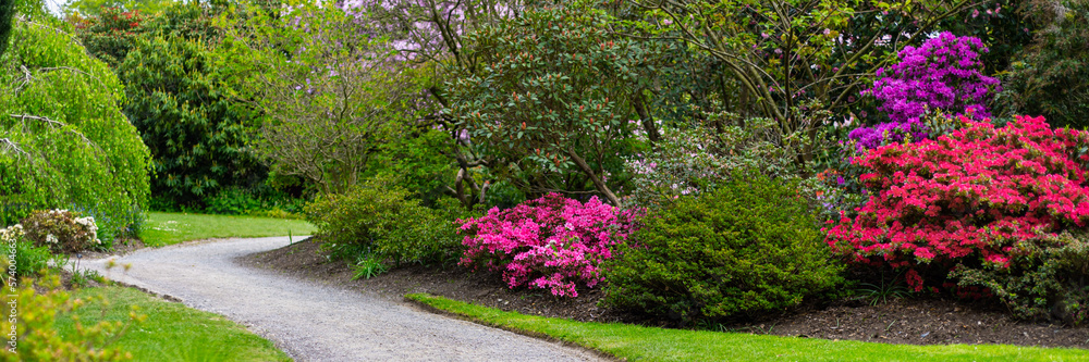 Beautiful Garden with blooming trees and bushes during spring time, England, Wales, UK, early spring flowering azalea shrubs, banner size Beautiful Garden with blooming trees and bushes during spring time, England, Wales, UK, early spring flowering azalea shrubs, banner size