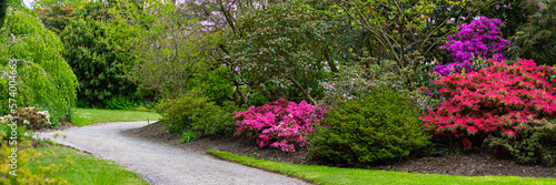 Beautiful Garden with blooming trees and bushes during spring time, England, Wales, UK, early spring flowering azalea shrubs, banner size