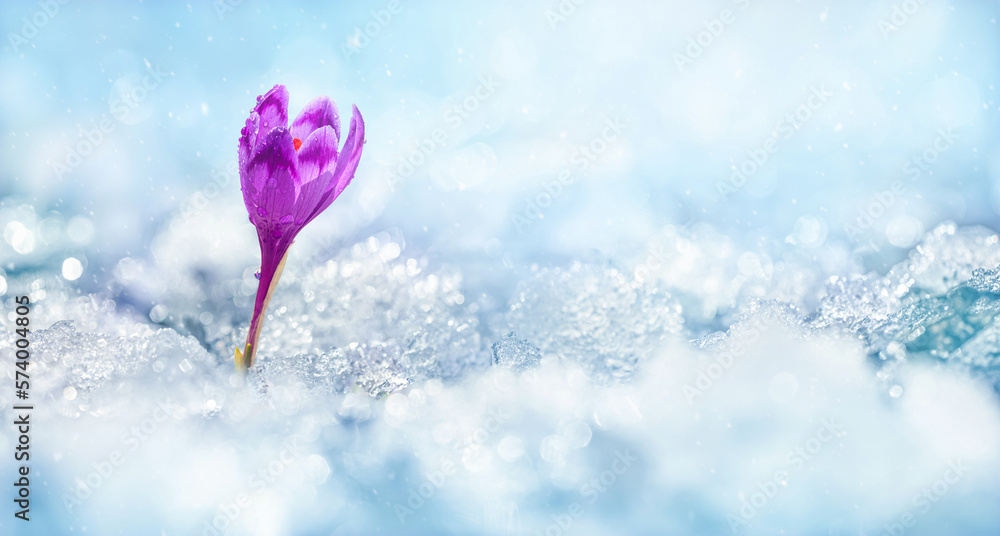 Crocuses - blooming purple flowers making their way from under the snow in early spring, closeup with space for text