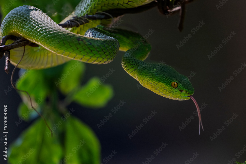 Green pit viper Green pit viper