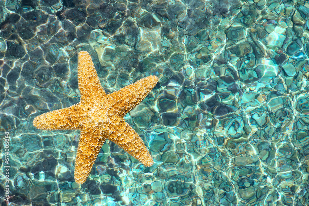 Starfish against the turquoise color sea water Starfish against the turquoise color sea water