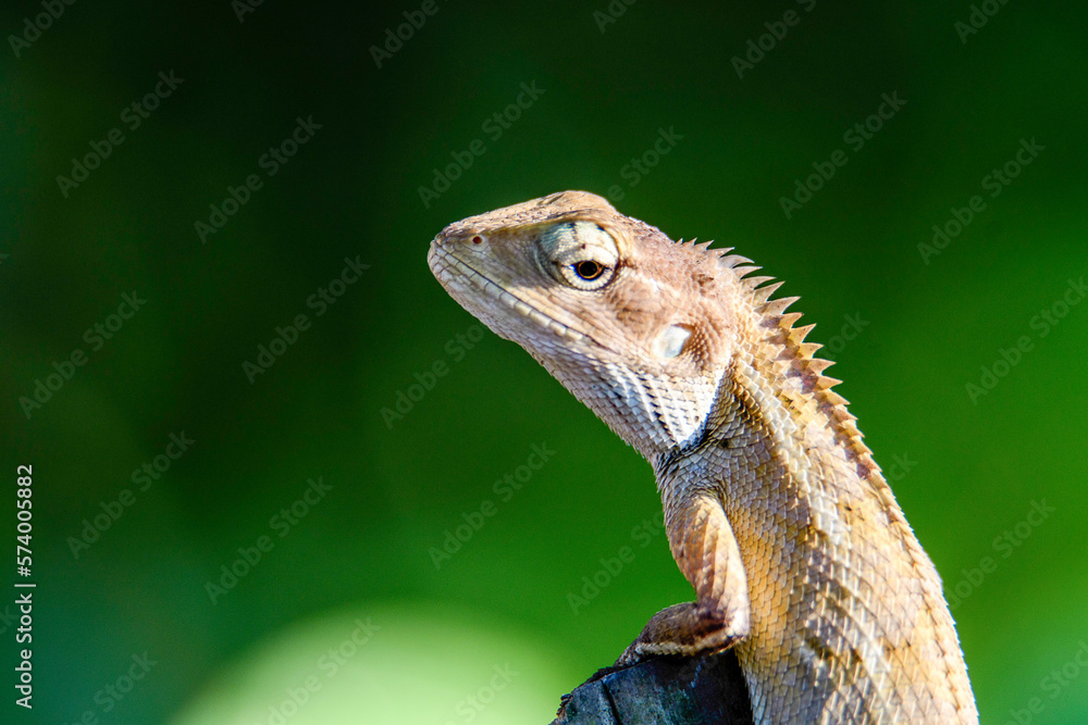 garden lizard garden lizard