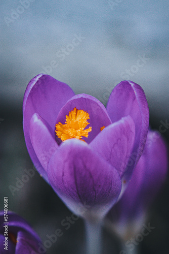 Krokus  im Detail 