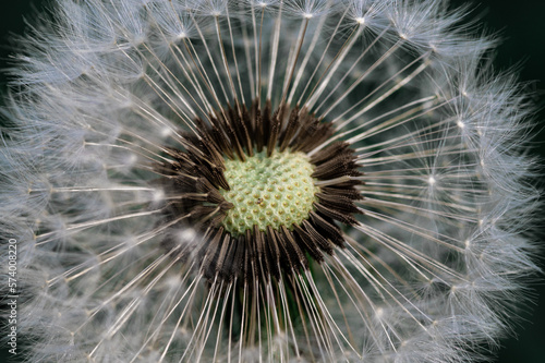 dmuchawiec w du  ym zbli  eniu makrofotografia