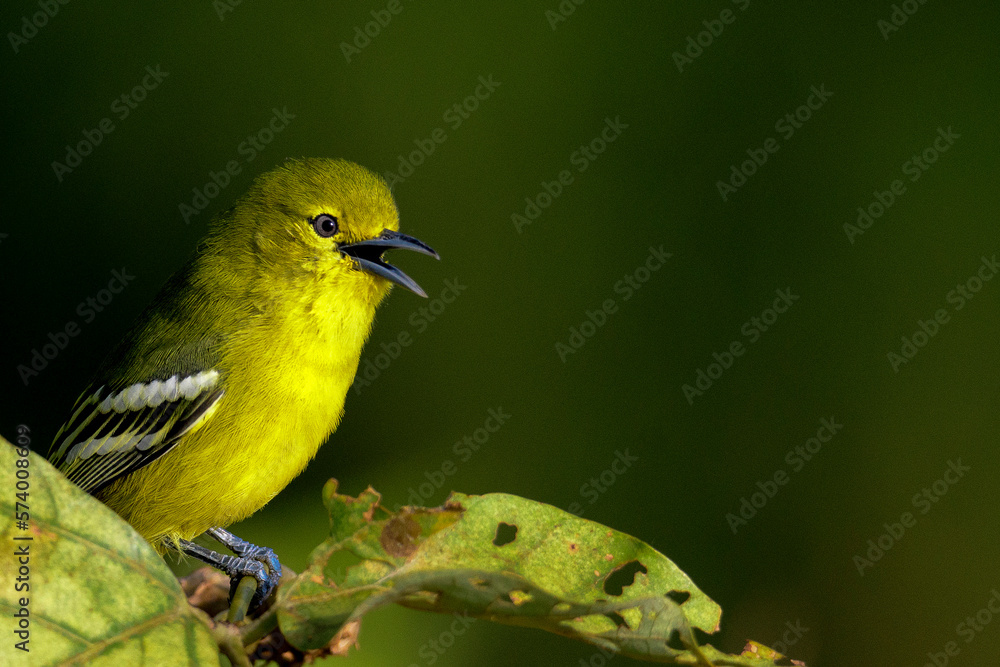 Common iora Common iora