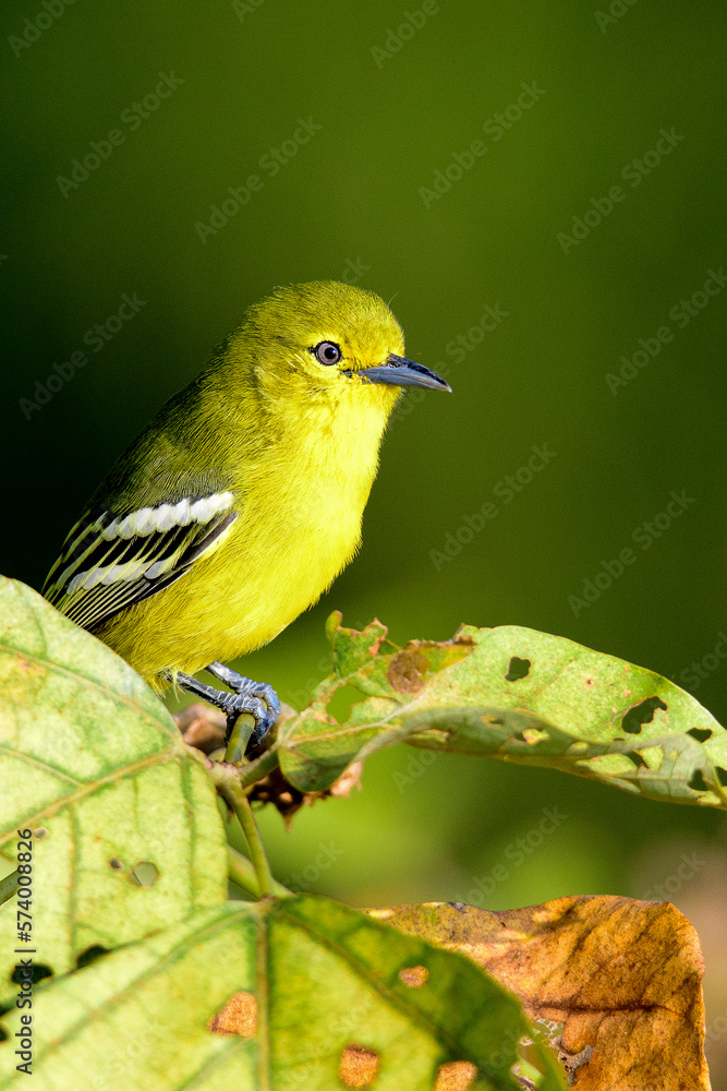 Common iora Common iora