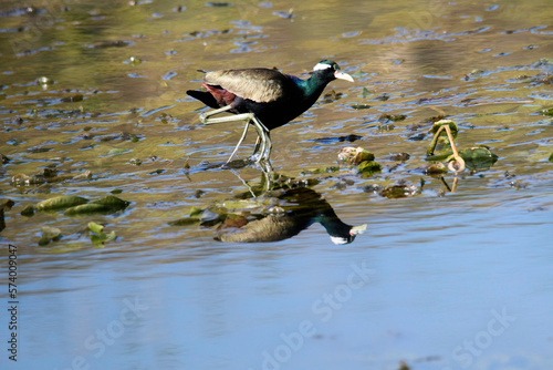 Bronze wing jacana