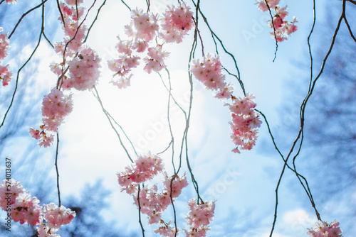 Blooming delicate pink cherry in the garden bloomed in spring against the background of godboy sky photo