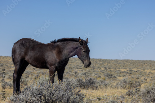 Beautiful Wild Horse in Autumn in the Wyoming Desert © natureguy