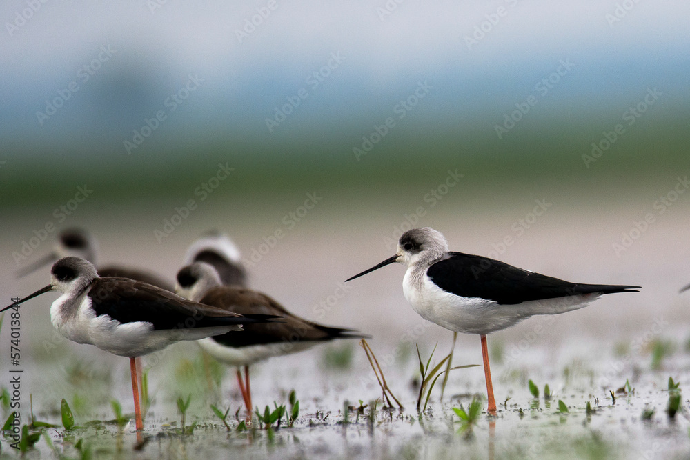 Black winged stilt Stock Photo Adobe Stock