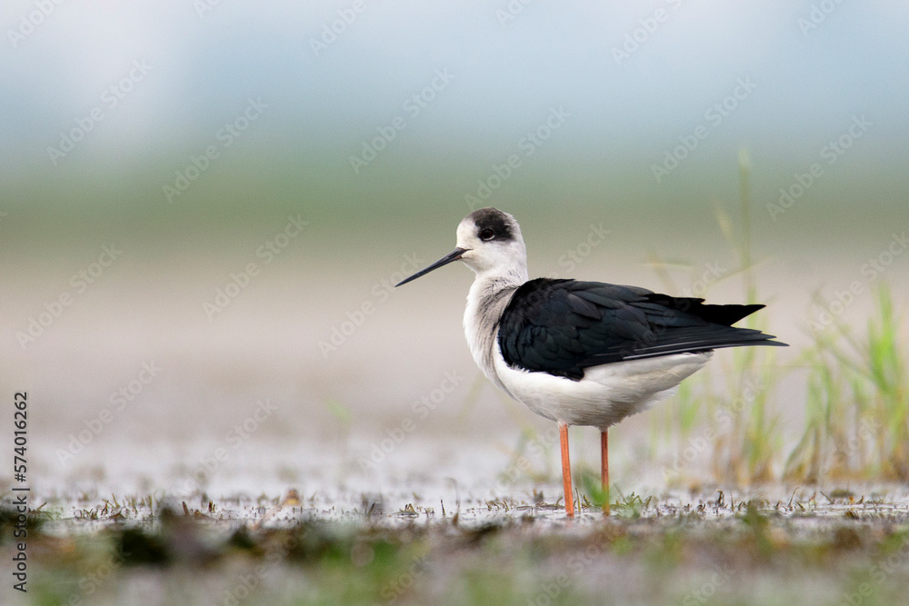 Black winged stilt Black winged stilt