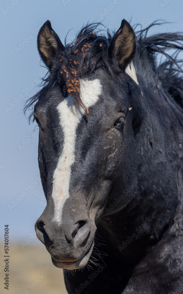 Fototapeta premium Beautiful Wild Horse in Autumn in the Wyoming Desert