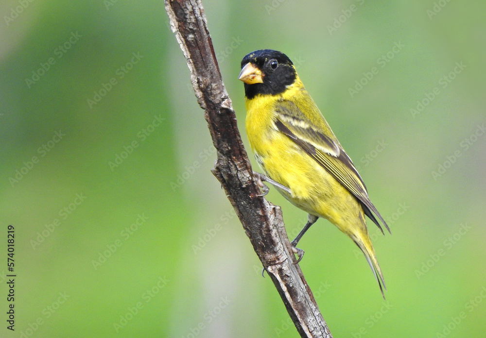 Antillean Siskin
Canario Antillean Siskin
Canario