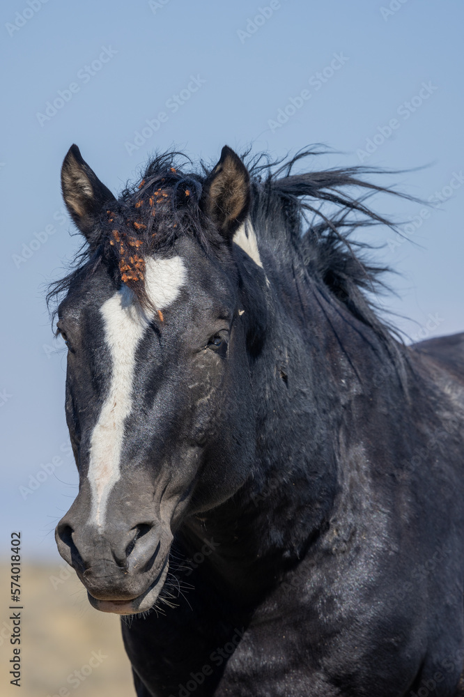 Fototapeta premium Beautiful Wild Horse in Autumn in the Wyoming Desert