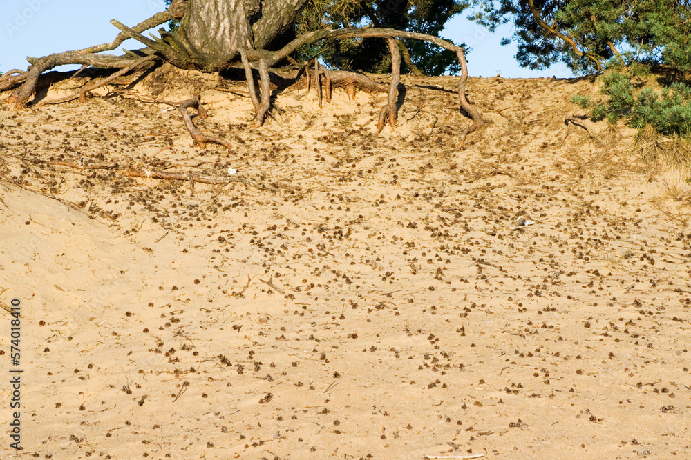 Kootwijkerzand, Kootwijk, Veluwe, Netherlands Kootwijkerzand, Kootwijk, Veluwe, Netherlands