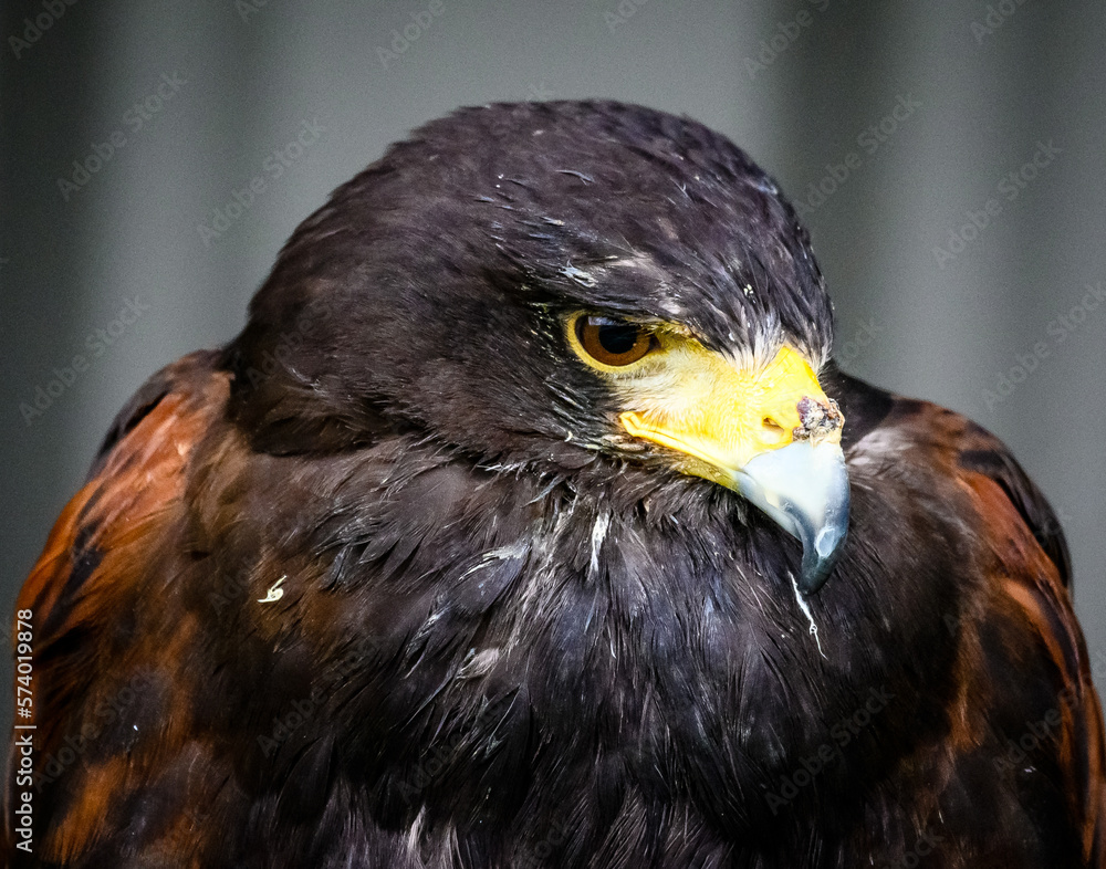 Fototapeta premium Harris Hawk Head