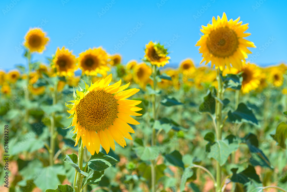 Beautiful sunflower field in the countryside over blue sky Beautiful sunflower field in the countryside over blue sky