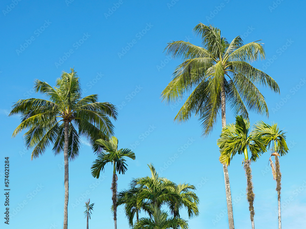 Very tall palm trees with green leaves against a blue sky for postcards, posters, tourism