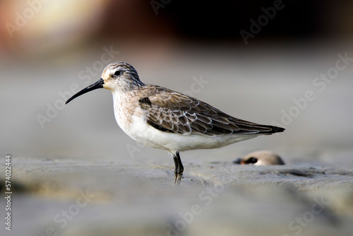 Photos sand piper