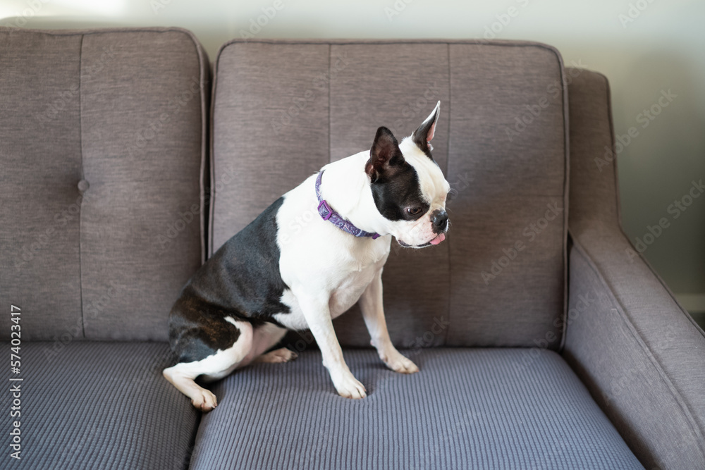 Boston Terrier dog sitting on a grey sofa with protective blue grey covers on the cushions.