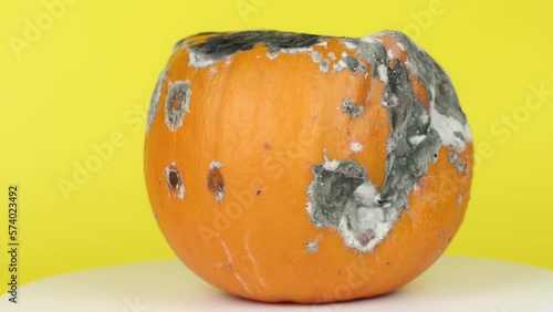 Rotten pumpkin with mold rotates on a yellow background. The concept of improper storage of vegetables, recycling of organic waste, compost photo