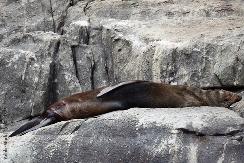 Sleeping long nose fur seal