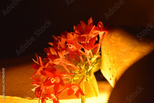 red and yellow flower