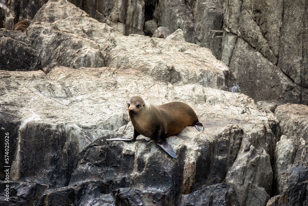 Fototapeta premium Portrair of long nose fur seal