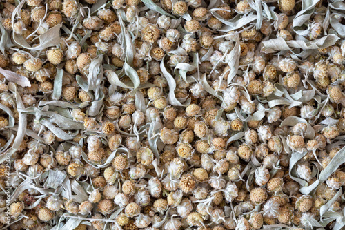 Dried absinthe wormwood herb background, top view, artemisia absinthium, macro texture. photo