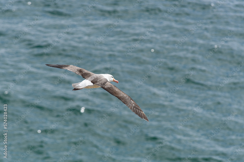 Black-browed Albatross, Falkland Islands or Malvinas, wildlife