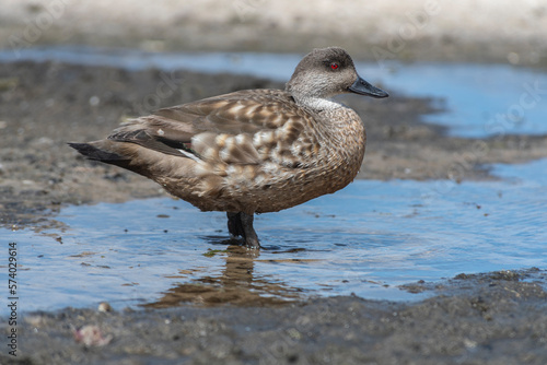 Duck Creston, Falkland Islands or Malvinas, wildlife,  photo