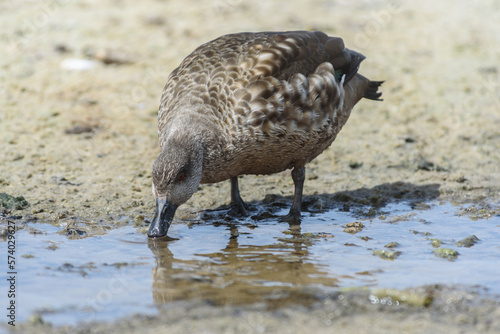 Duck Creston, Falkland Islands or Malvinas, Wildlife, photo