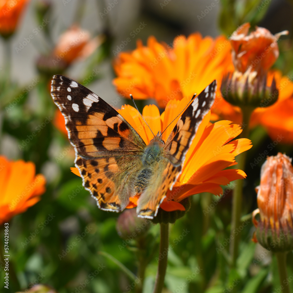 butterfly on flower butterfly on flower