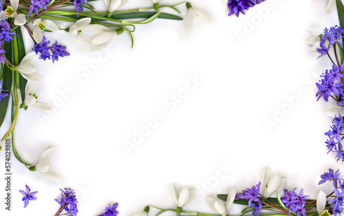 Spring decoration. Flowers white snowdrops  blue flowers scilla on a white background with space for text. Top view  flat lay