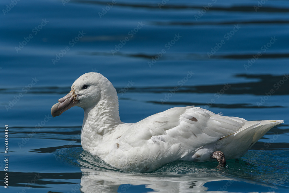 Royal Albatross, South Georgia Islands, wildlife, water, ocean, nature, birds
Royal Albatross, South Georgia Islands, wildlife, water, ocean, nature, birds