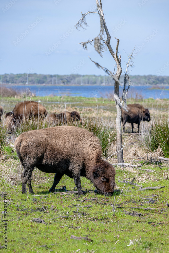Fototapeta premium bison, buffalo, herd, animal, mammal, wildlife, wild, nature, bull, horns, fur, cow, yellowstone, brown, cattle, park, horned, european bison, horn, animals, big, head, grass, calf, american bison