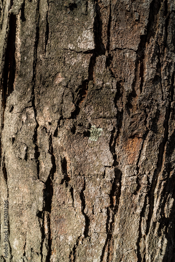Old color texture on wood rustry . Old color texture on wood rustry .