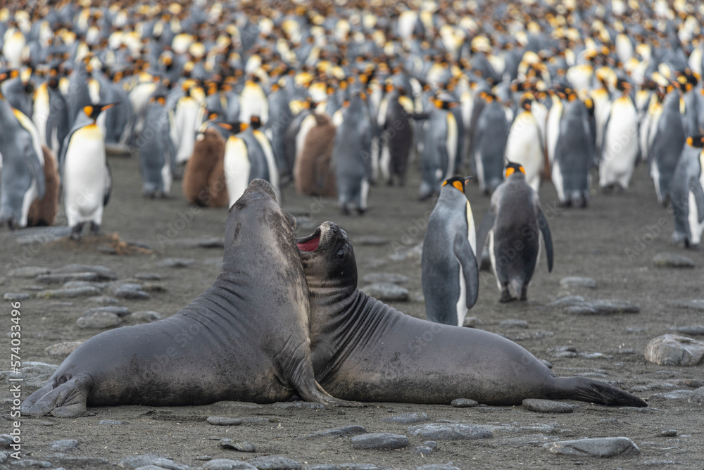 Fototapeta premium Wildlife
