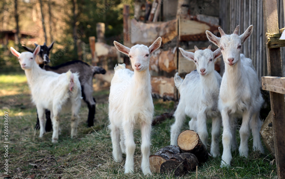 Obraz premium baby goats