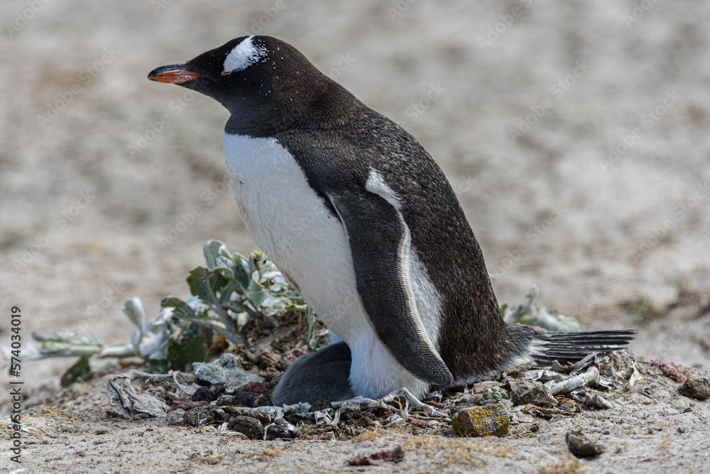 Fototapeta premium Wildlife