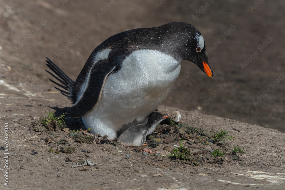 Naklejka premium Wildlife