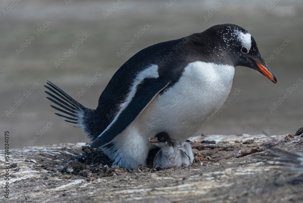 Naklejka premium Wildlife